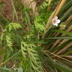 Erodium stephanianum
