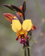 Diuris brumalis