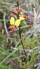 Diuris brumalis