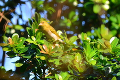 Ploceus cucullatus