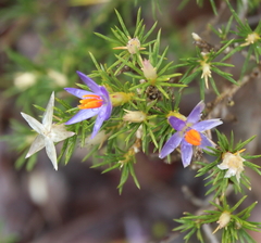 Calectasia narragara
