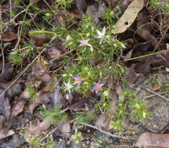 Calectasia narragara