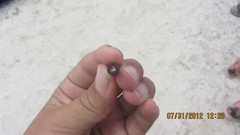 Eucidaris galapagensis