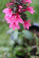 Lobelia × speciosa
