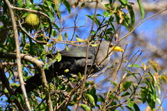 Ceuthmochares australis
