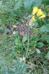 Brassica rapa campestris