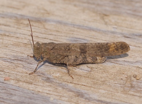 Carolina Grasshopper, photo 3 of 8