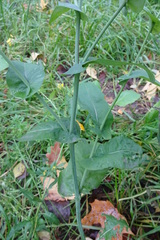Brassica rapa campestris