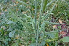 Brassica rapa campestris
