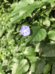 Jacquemontia pentanthos