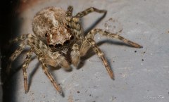 Saitis variegatus