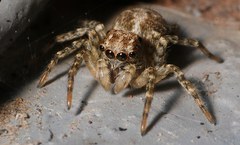 Saitis variegatus