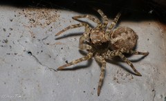 Saitis variegatus