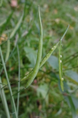 Brassica rapa campestris
