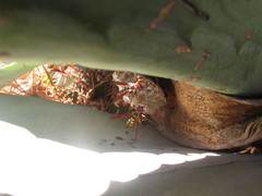 Polistes weyrauchorum