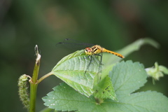 Sympetrum parvulum