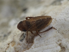 Anoscopus