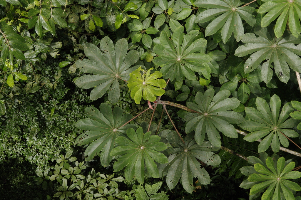 Cecropia polyphlebia