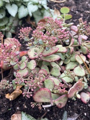 Hylotelephium sieboldii