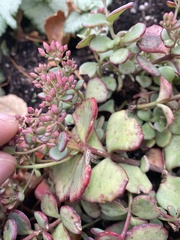 Hylotelephium sieboldii