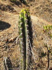 Corryocactus brevistylus