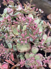 Hylotelephium sieboldii