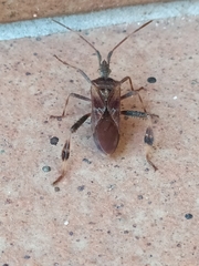Leptoglossus occidentalis