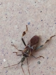 Leptoglossus occidentalis