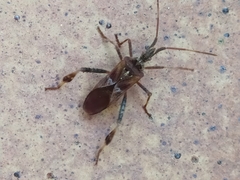 Leptoglossus occidentalis