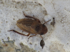 Anoscopus