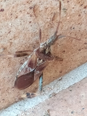 Leptoglossus occidentalis