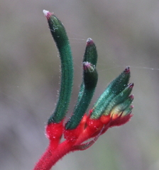 Anigozanthos manglesii
