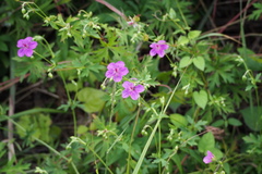 Geranium soboliferum