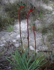 Anigozanthos manglesii