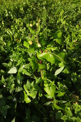 Sonchus oleraceus