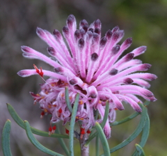 Petrophile linearis
