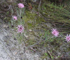 Petrophile linearis
