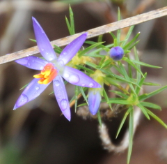 Calectasia narragara