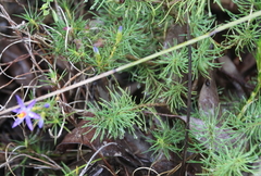 Calectasia narragara