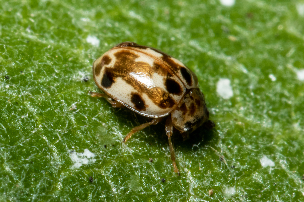 Twenty-spotted Lady Beetle from Central Berkeley, Berkeley, CA, USA on ...