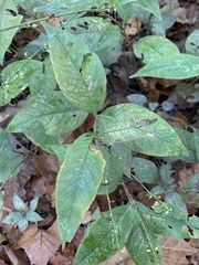 Persicaria virginiana