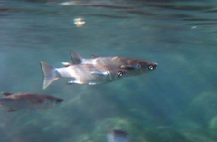 Crenimugil crenilabis