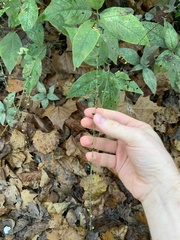 Persicaria virginiana