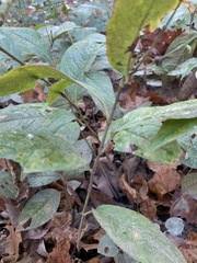 Persicaria virginiana