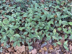Persicaria virginiana