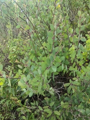 Porophyllum ruderale