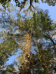 Taxodium distichum