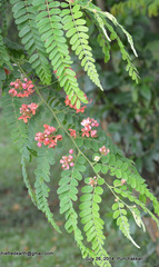 Cassia grandis