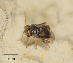 Coridromius chenopoderis