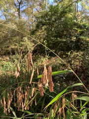 Chasmanthium latifolium